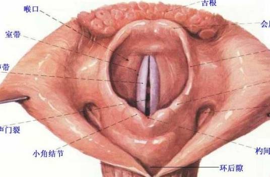 咽喉异物感