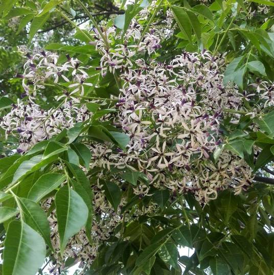 楝（楝科楝属植物）