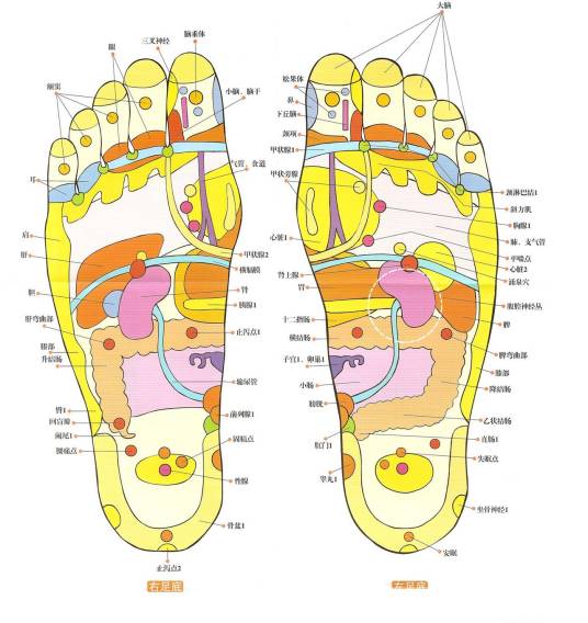 脚底反射区
