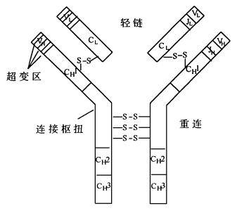 抗体酶