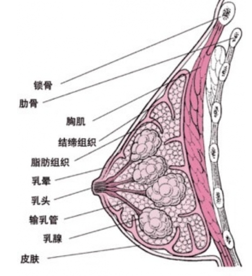 乳腺纤维