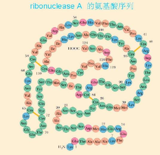 核糖核酸酶
