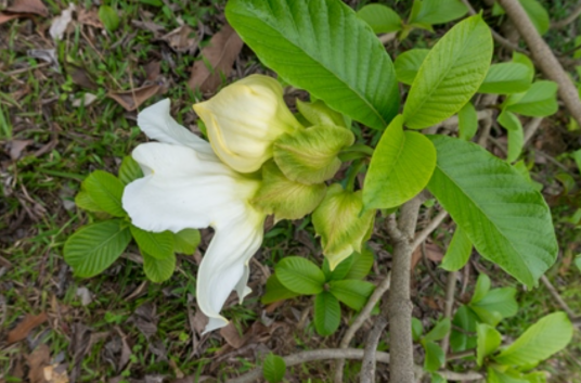 断肠花（夹竹桃科清明花属植物）