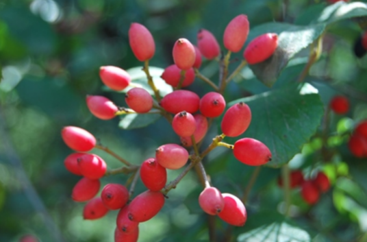 勾儿茶（鼠李科勾儿茶属植物）