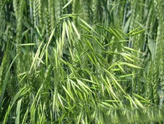 雀麦（禾本科雀麦属植物）