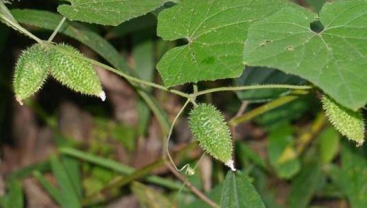 野黄瓜（葫芦科黄瓜属植物）