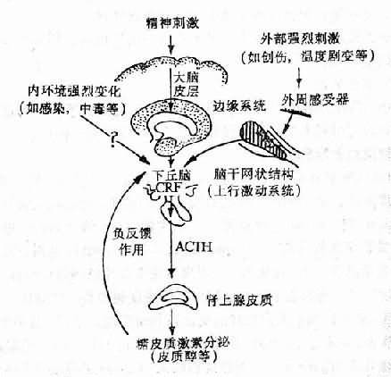 肾上腺糖皮质激素