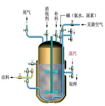 谷氨酸发酵