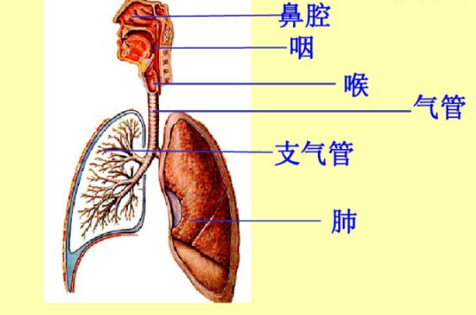 呼吸器官（进行外呼吸而特殊分化的器官）