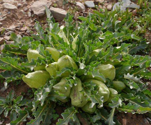 马尿泡（茄科马尿泡属植物）