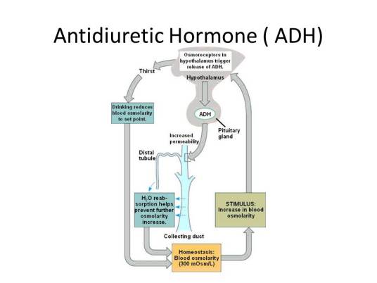 抗利尿激素