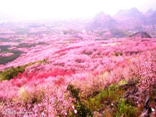 恭城桃花节