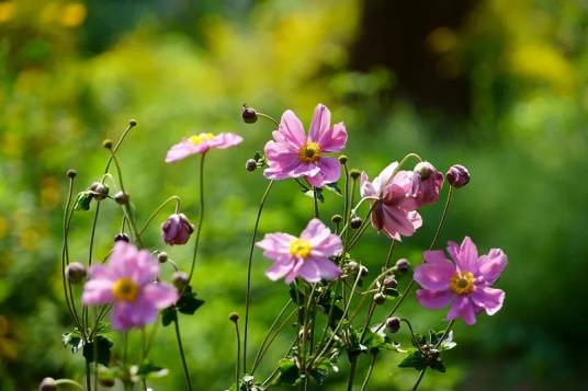 野棉花（毛茛科银莲花属植物）