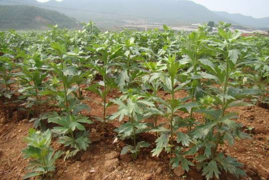 附子草（乌头类植物）