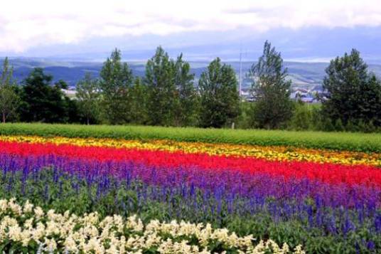 北海道花海