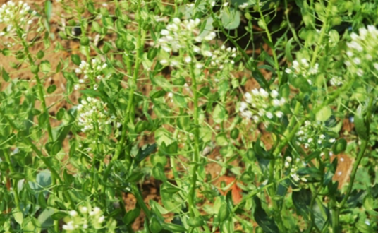 菥蓂（十字花科菥蓂属植物）