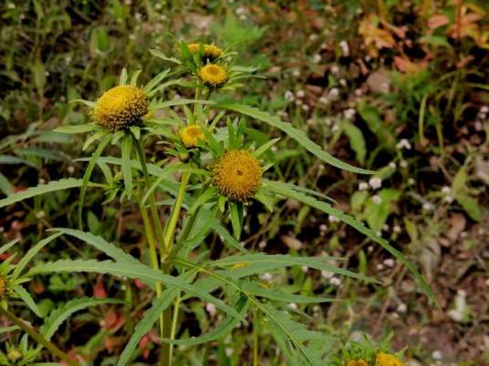 柳叶鬼针草（菊科鬼针草属植物）