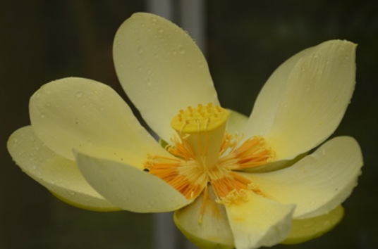 黄莲花（莲科莲属植物）