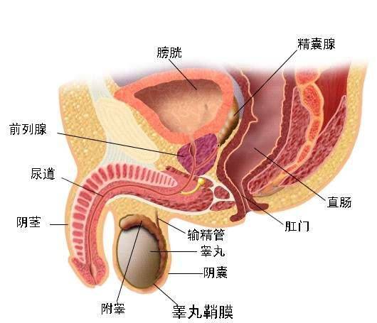 睾丸附睾炎