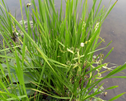 黑三棱（香蒲科黑三棱属植物）