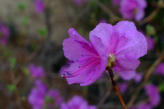 迎红杜鹃（杜鹃花科杜鹃花属植物）