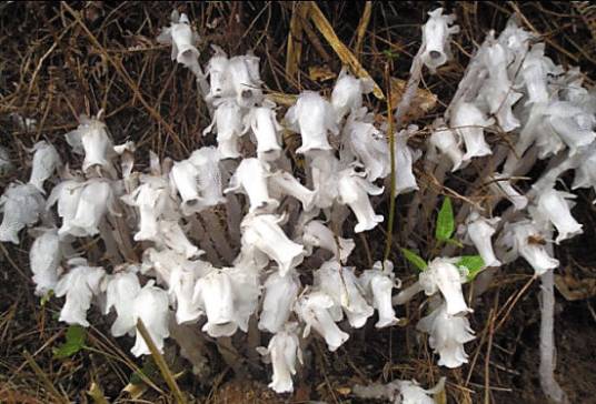 死亡之花（鹿蹄草科水晶兰属植物）