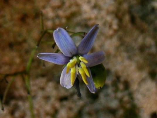 山菅兰（阿福花科山菅兰属植物）