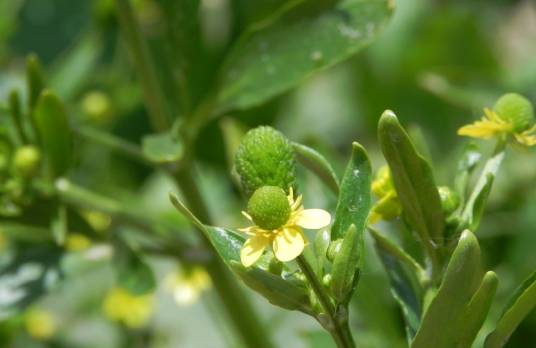 石龙芮（毛茛科毛茛属植物）