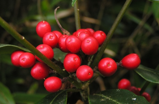 茵芋（芸香科茵芋属植物）