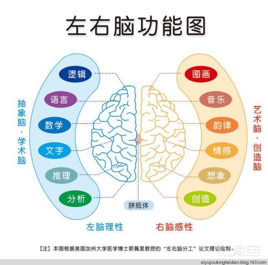 斯佩里左右脑分工理论