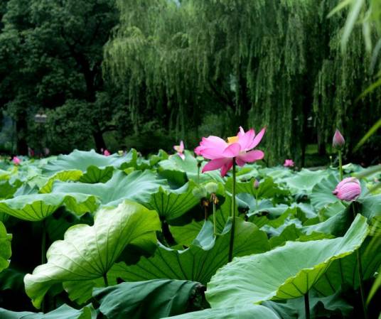 出梅（梅雨季节结束）