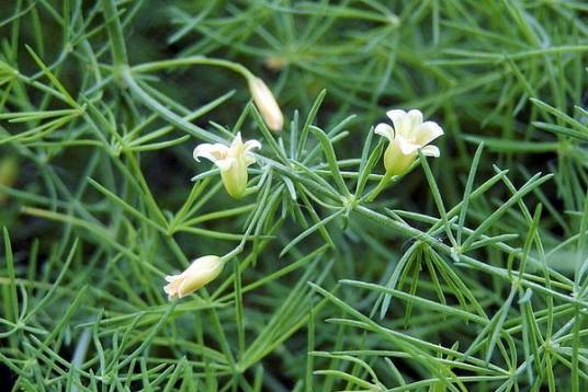 石刁柏（百合科天门冬属植物）