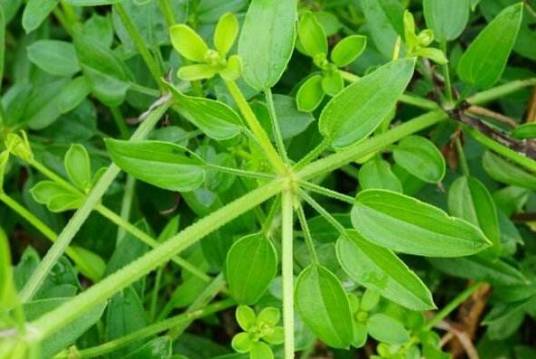 茜草根（龙胆目茜草科植物）