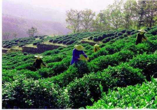 花果山云雾茶