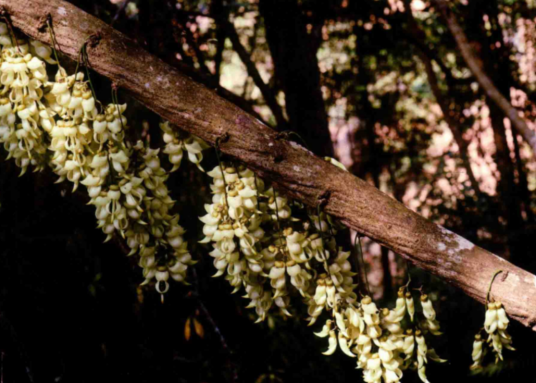 白花油麻藤（豆科黎豆属植物）