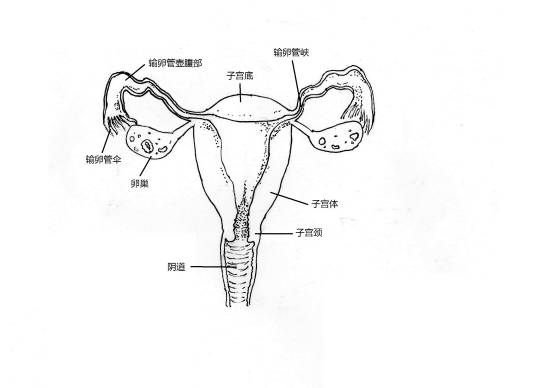 女性内生殖器