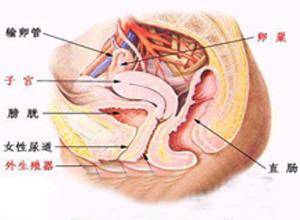 外阴肿胀