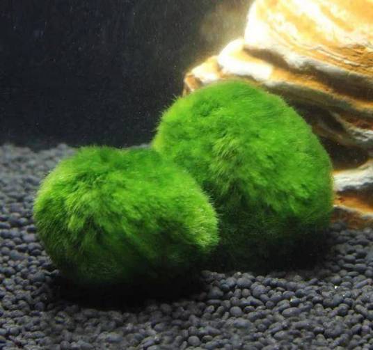 MARIMO