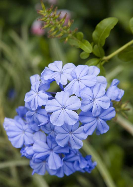 长春花色