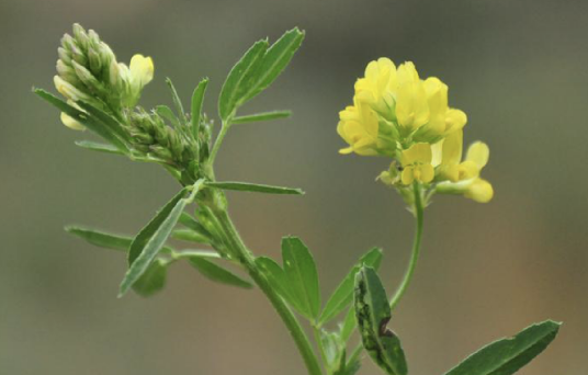 野苜蓿（豆科苜蓿属植物）