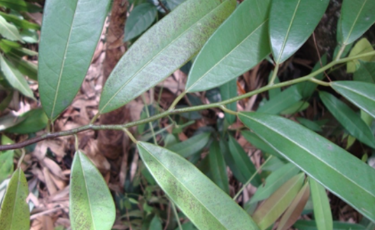 白叶瓜馥木（番荔枝科瓜馥木属植物）