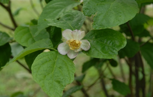 夏蜡梅（蜡梅科夏蜡梅属植物）