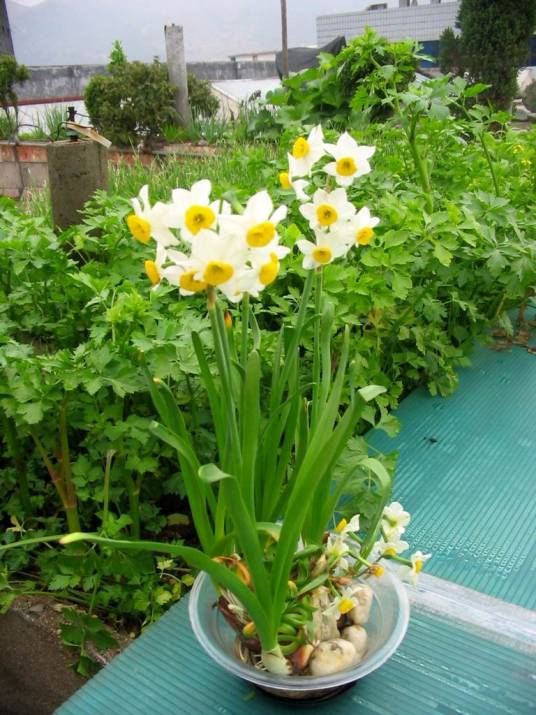 漳州水仙花（石蒜科水仙属植物）