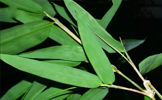 阔叶箬竹（禾本科箬竹属植物）