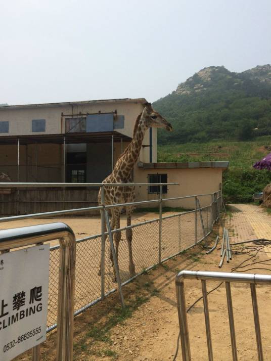 黄岛野生动物园