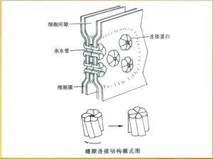 缝隙连接