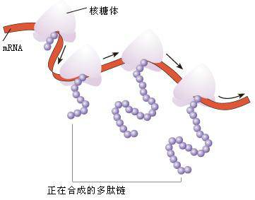 多聚核糖体