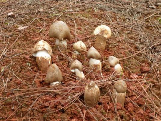 野生食用菌