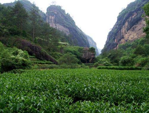 岩韵（武夷岩茶独有的品质特征）