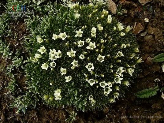 雪灵芝（石竹科老牛筋属植物）